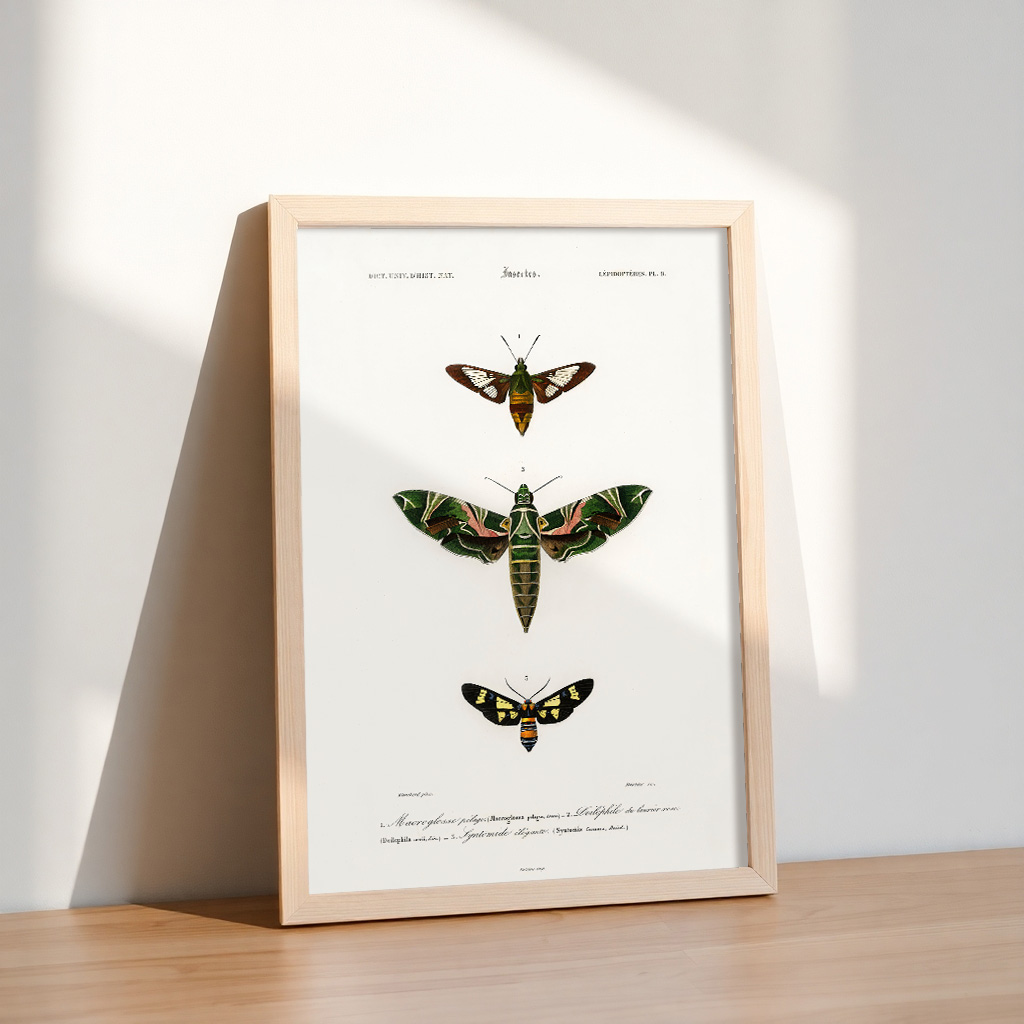 Free Download – Vintage Insect Study Wall Art Printable