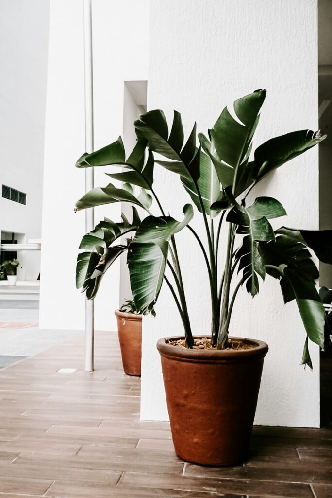 home decor on a budget ideas